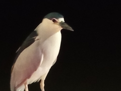 Nycticorax nycticorax