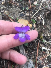 Viola sagittata