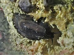 Scutus unguis