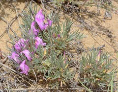 Oxytropis aciphylla