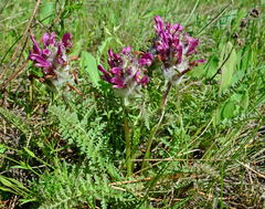 Pedicularis dasystachys