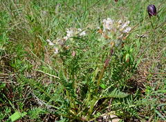 Pedicularis dasystachys