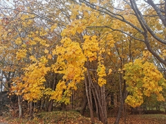 Acer platanoides