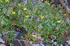 Sibbaldianthe orientalis