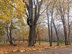 Acer platanoides