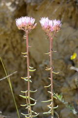 Pseudosedum