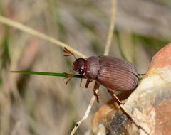 Maladera holosericea