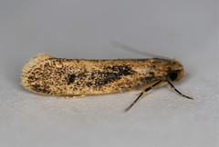 Tinea carnariella
