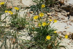 Takhtajaniantha crispa