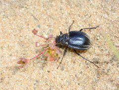 Platyope proctoleuca