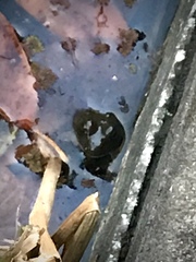 Lithobates catesbeianus