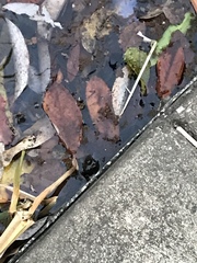 Lithobates catesbeianus