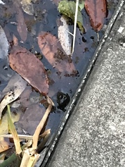 Lithobates catesbeianus