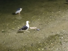 Larus dominicanus