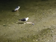 Larus dominicanus