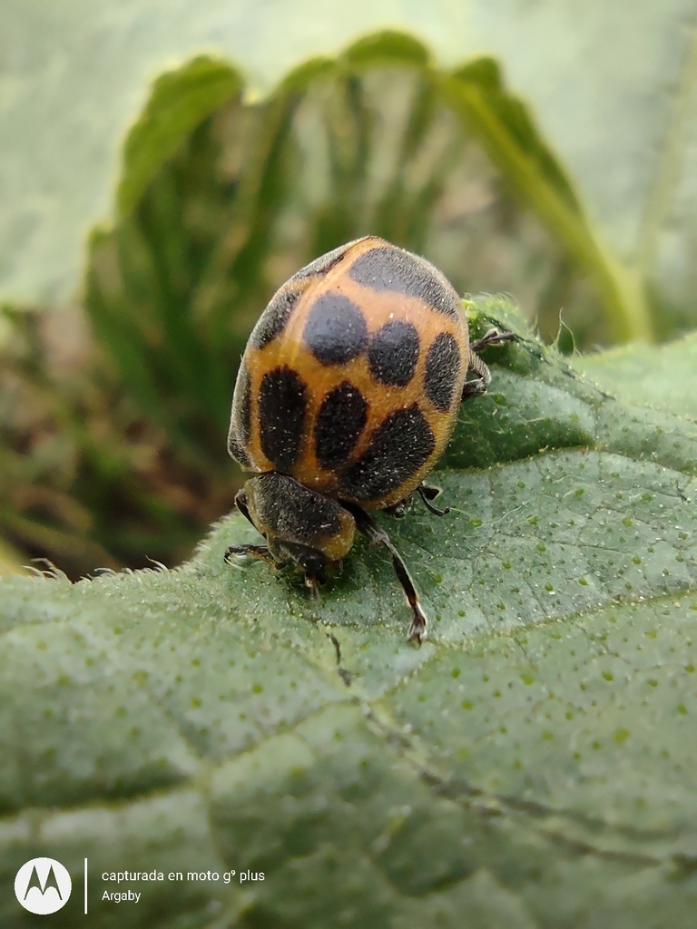 Epilachna Lady Beetles