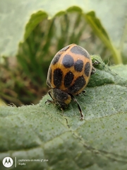 Epilachna paenulata