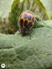 Epilachna paenulata
