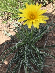 Nothocalais cuspidata