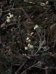 Parthenium confertum