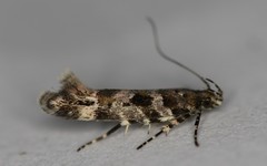 Aristotelia pudibundella