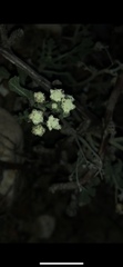 Parthenium confertum