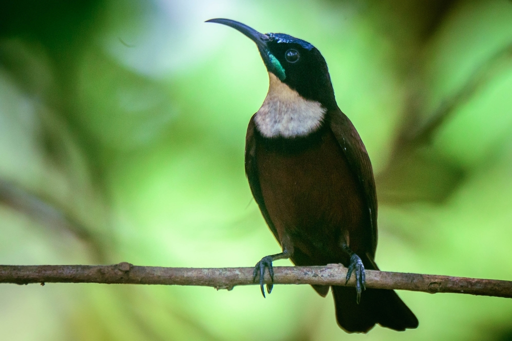 Buff-Throated Sunbird
