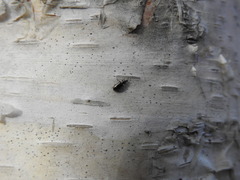 Salpingus viridiaeneus