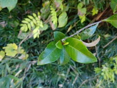 Anodendron affine