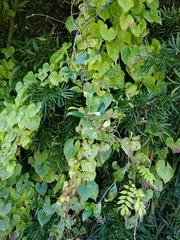Anodendron affine