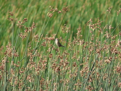 Cistothorus stellaris