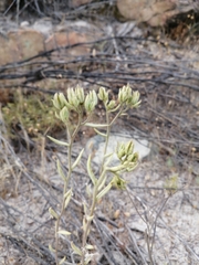 Tylecodon ventricosus