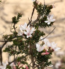 Calytrix alpestris
