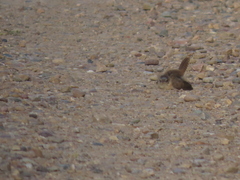 Cistothorus palustris