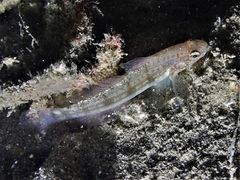 Amblygobius buanensis