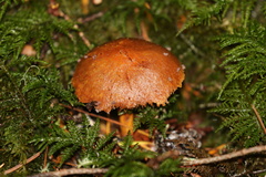 Cortinarius neosanguineus