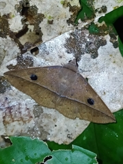 Eulepidotinae
