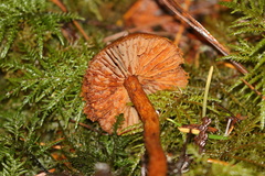 Cortinarius neosanguineus