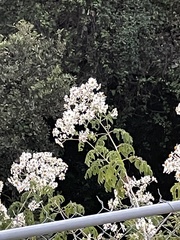 Montanoa bipinnatifida