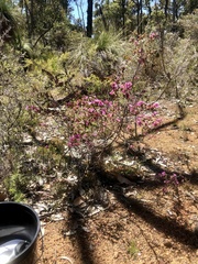 Boronia crenulata pubescens