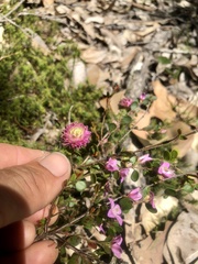 Boronia crenulata pubescens