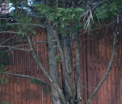 Subantrodia juniperina