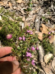 Boronia crenulata pubescens