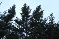 Subantrodia juniperina