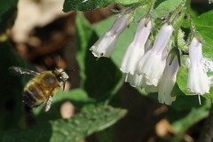 Anthophora plumipes