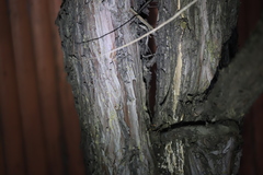 Subantrodia juniperina