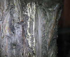 Subantrodia juniperina