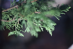 Subantrodia juniperina