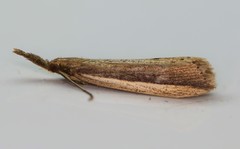 Donacaula albicostellus