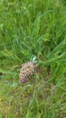 Phalaris californica